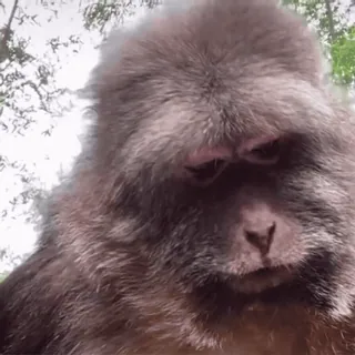👀 monkey, ape, animal, mammal, wildlife whatsapp sticker