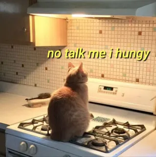 💛 no talk me i hungy gato, faminto, animal de estimação, animal, cozinha, engraçado, meme telegram sticker