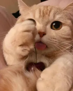 😻 gato, animal, fofo, animal de estimação, cereja, língua telegram sticker