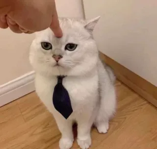 😡 gato, corbata, negocios, lindo, mascota, animal telegram sticker