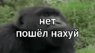 🌟 нет
пошёл нахуй gorilla, animal, russian insult, offensive, meme, funny whatsapp sticker
