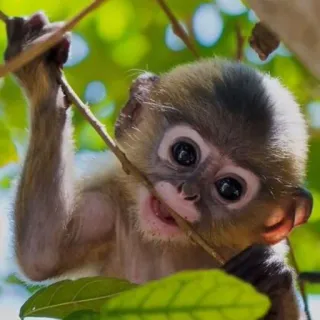 🐒 singe, bébé singe, animal, mignon, faune, nature telegram sticker