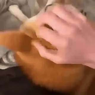 🙃 pies, zwierzę domowe, corgi, zwierzę, ręka telegram sticker