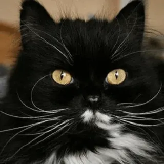 🎩 gatto, gatto nero, animale, animale domestico, felino, carino, soffice telegram sticker