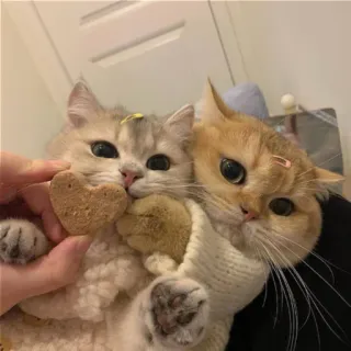 🍪 koty, zwierzęta, zwierzęta, słodkie, serce, ciastka telegram sticker