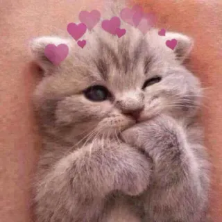 🩰 Katze, Kätzchen, Herzen, süß, Tier, Haustier whatsapp sticker