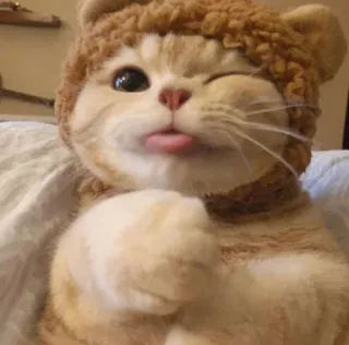 😻 gato, animal, fofo, animal de estimação, gatinho, chapéu, engraçado telegram sticker
