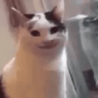 🙂 Beluga Beluga Cat whatsapp sticker