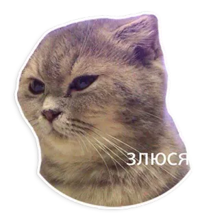 😒 ЗЛЮСЯ cat, angry, upset, meme, grey telegram sticker