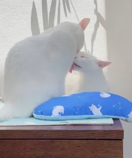 😘 cat, grooming, white, animals, domestic telegram sticker
