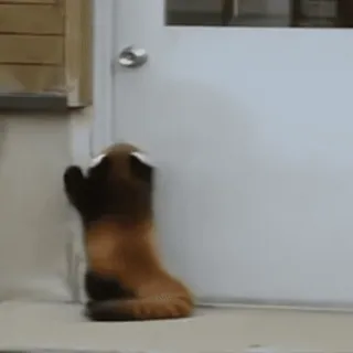 🚪 Panda rosso, Animale, Carino, Porta, Panda, Divertente telegram sticker