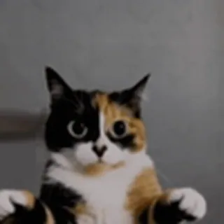 🤩