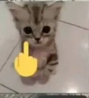 🤔 chaton, chat, doigt d'honneur, geste obscène, animal, animal de compagnie telegram sticker