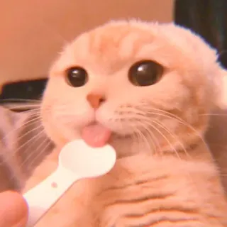 🥓 кот, лижет, милый, животное, питомец, домашний, котёнок telegram sticker