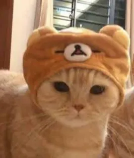 😂 chat, animal, animal de compagnie, mignon, chapeau, ours telegram sticker