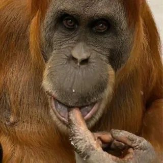 😏 orangutan telegram sticker