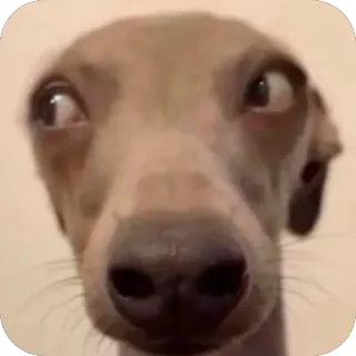 🫥 hond, grappig, meme, dier, huisdier, Italiaanse windhond, hilarisch telegram sticker