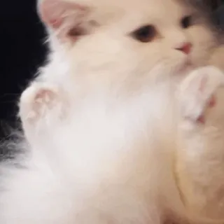 ✨ 猫, 小猫, 可爱, 动物, 白色, 宠物 whatsapp sticker