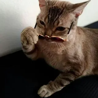 😎 chat, lunettes, animal, animal de compagnie, mignon, chaton, félin whatsapp sticker