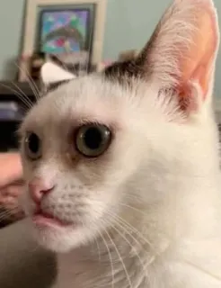 😧 cat, domestic animal, pet, white cat telegram sticker
