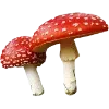 🍄