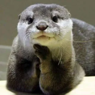 🐾 loutre, animal, mammifère, mignon, pensif, curieux whatsapp sticker