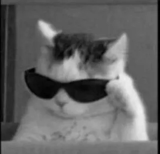 😎 gato, gafas de sol, cool, animal, mascota telegram sticker