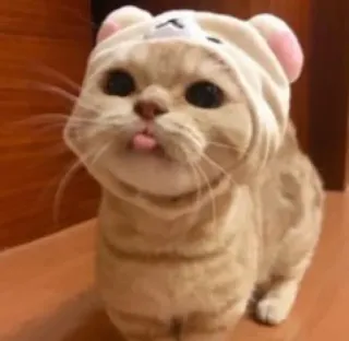 😺 gato, gatinho, fofo, animal, chapéu, língua whatsapp sticker