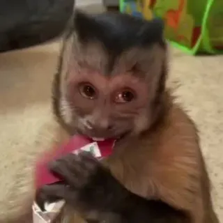 🌟 monkey, animal, cute, mammal, primate, capuchin telegram sticker