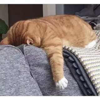 😴 кот, спит, оранжевый, питомец, животное, домашний, кошачий telegram sticker