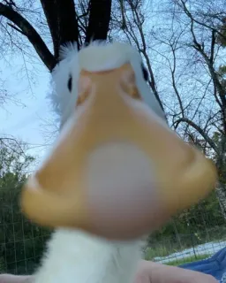 👍 Ente, Vogel, Tier, Wasservogel, Geflügel telegram sticker