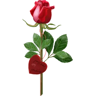 😍 نقدم لك عشقي роза, цветок, красный, сердце, любовь, романтика, арабский, растение telegram sticker