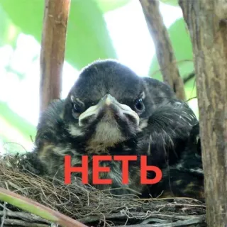 🙅 НЕТЬ นก, รัง, ลูกนก, ไม่, ธรรมชาติ telegram sticker