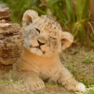 🦁 cachorro de león, animal, mono, fauna, león telegram sticker