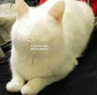 🫤 Я не поне маю как это решать cat, meme, russian, text telegram sticker