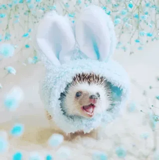 🦔 egel, dier, konijn, oren, schattig, hoed, bloemen telegram sticker