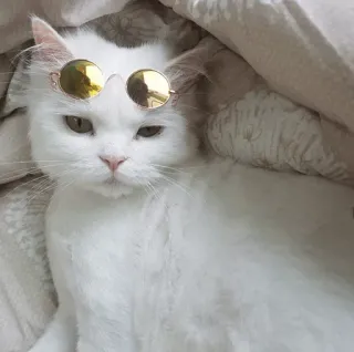 ⚡️ gato, gafas de sol, animal, gato blanco, mascota, gato cool, animal doméstico telegram sticker