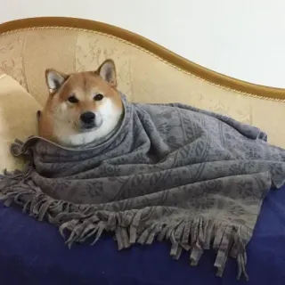☁ anjing, shiba inu, selimut, imut, hewan peliharaan, binatang telegram sticker