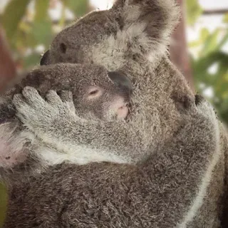🐨 koala, baby koala, animal, mammal, wildlife, cute, australia, marsupial telegram sticker