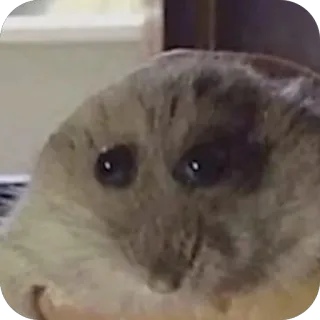 😲 hamster, binatang, hewan peliharaan, pengerat, imut, lucu telegram sticker