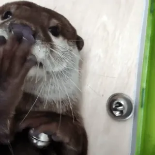 🥺 loutre, animal, mammifère, mignon, faune telegram sticker