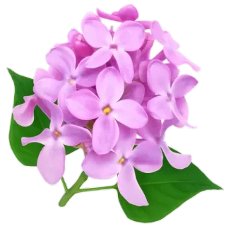 🌺 сирень, цветок, фиолетовый, цветение, весна, цветочный telegram sticker