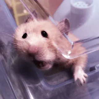 🤏 hamster, pet, animal, rodent, cage, cute telegram sticker