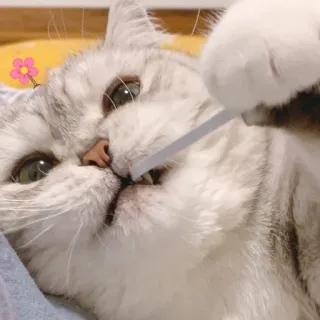 🔫 cat, animal, pet, lollipop, cute whatsapp sticker