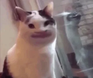 😐 cat, animal, meme, pet telegram sticker