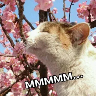 😍 MMMMM... кот, цвет сакуры, весна, животное, милый, природа, цветы, мем telegram sticker
