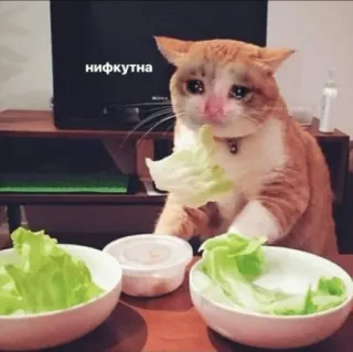 🤢 crying cat нифкутна telegram sticker