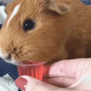 🐹 guinea pig, pet, animal, cute, eating, cupcake, rodent telegram sticker