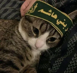 😴 ربني هاشم кот, шляпа, арабский текст, животное, смешной, милый telegram sticker