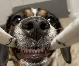 😡 perro, animal, canino, dientes, primer plano, mascota, animal doméstico telegram sticker